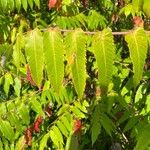 Rhus typhina Blatt