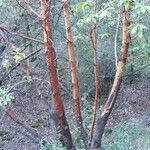 Arbutus menziesii Bark