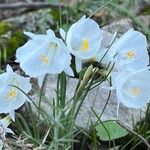 Narcissus cantabricus Habit