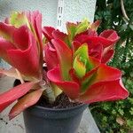 Kalanchoe longiflora Flower