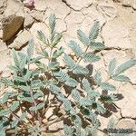 Hoffmannseggia glauca موطن