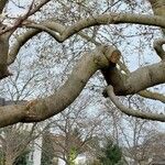 Magnolia stellata Rhisgl