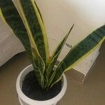 Sansevieria trifasciata Leaf