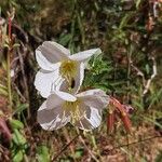 Oenothera pallida Цвят