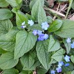 Omphalodes verna Hábito