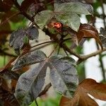 Jatropha gossypiifolia Levél