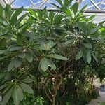 Plumeria obtusa 整株植物