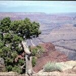 Juniperus osteosperma Hábito