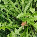Taraxacum cucullatiforme Likasa