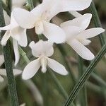 Retama monosperma Flower