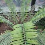 Encephalartos pterogonus पत्ता