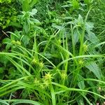 Carex grayi Leaf