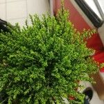 Hebe cupressoides 葉