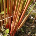 Juncus usitatus Azala