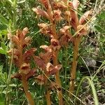Orobanche alba Libunga