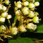 Saurauia montana Flor