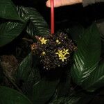 Psychotria densinervia Flower