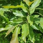 Castanea sativa Leaf