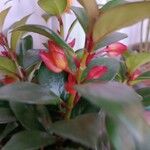 Drymonia coriacea Λουλούδι