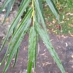 Salix viminalis Hoja