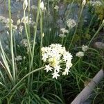 Allium tuberosum Квітка