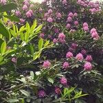 Rhododendron catawbienseFlors