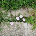 Convolvulus arvensis Habit