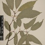 Quercus annulata Diğer