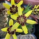 Sparaxis tricolor Blomst
