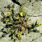 Ranunculus ophioglossifolius Libunga