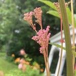 Filipendula rubra Casca