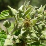 Rubus apetalus Flor