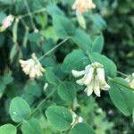 Vicia pisiformis Blüte