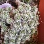 Mammillaria gracilisList