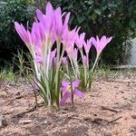 Colchicum stevenii Kukka