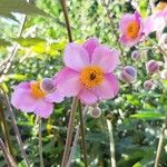 Anemone tomentosa Kvet
