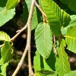 Nothofagus alpina Hoja