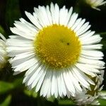 Erigeron strigosus Mosusu