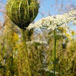 Daucus carota 果實