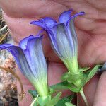 Gentiana calycosa Flower