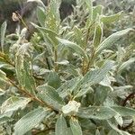 Salix lapponum ফুল