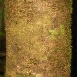 Pouteria flavilatex Bark