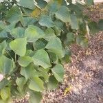 Erythrina lysistemon Alkat (teljes növény)