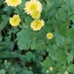 Tanacetum partheniumÕis