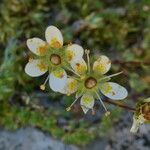 Saxifraga bryoides 花