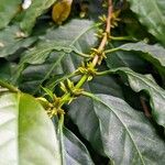 Coffea stenophylla പുറംതൊലി