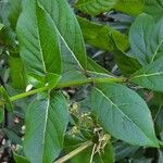 Rotheca myricoides पत्ता