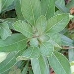 Oenothera macrocarpa পাতা