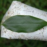Cinnamomum burmanni Blad