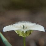 Calochortus apiculatus Λουλούδι